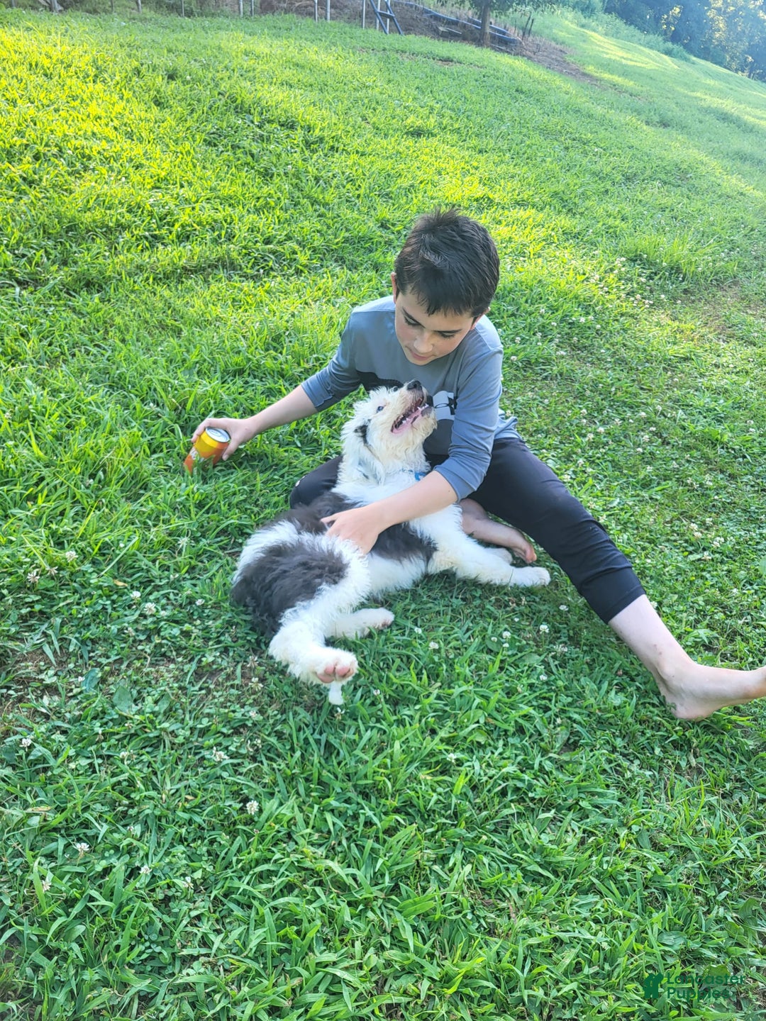 Old English Sheepdog dogs for sale: Indigo - Image 9