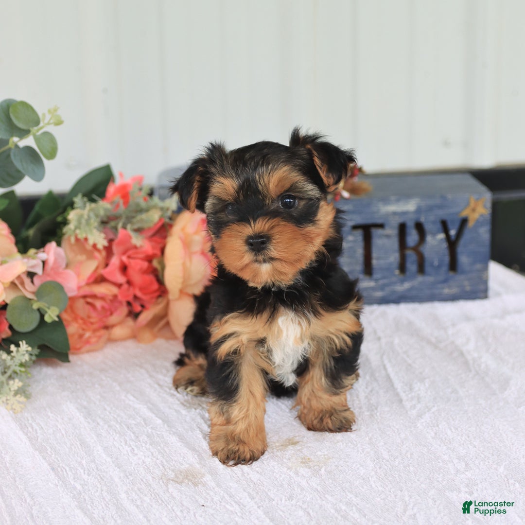 Yorkshire Terrier dogs for sale: Sandra - Image 6