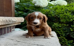 Goldendoodle dogs for sale: Ginger - Image 7