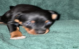 Miniature Pinscher dogs for sale: Miniature Pinscher 4 puppies - Image 4