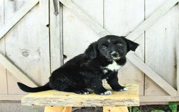 Australian Shepherd dogs for sale: Brandy - Image 7