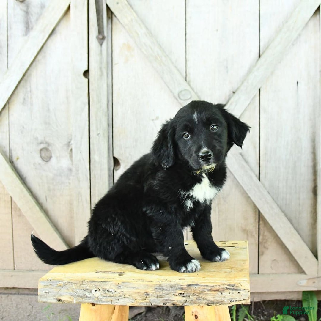 Australian Shepherd dogs for sale: Brandy - Image 7