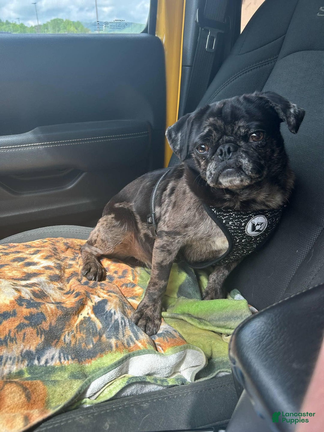 Pug dogs for sale: Pink Chinchilla Male - Image 8