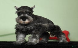 Miniature Schnauzer dogs for sale: Ike - Image 2