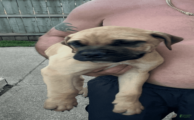 Bullmastiff dogs - Advert 2