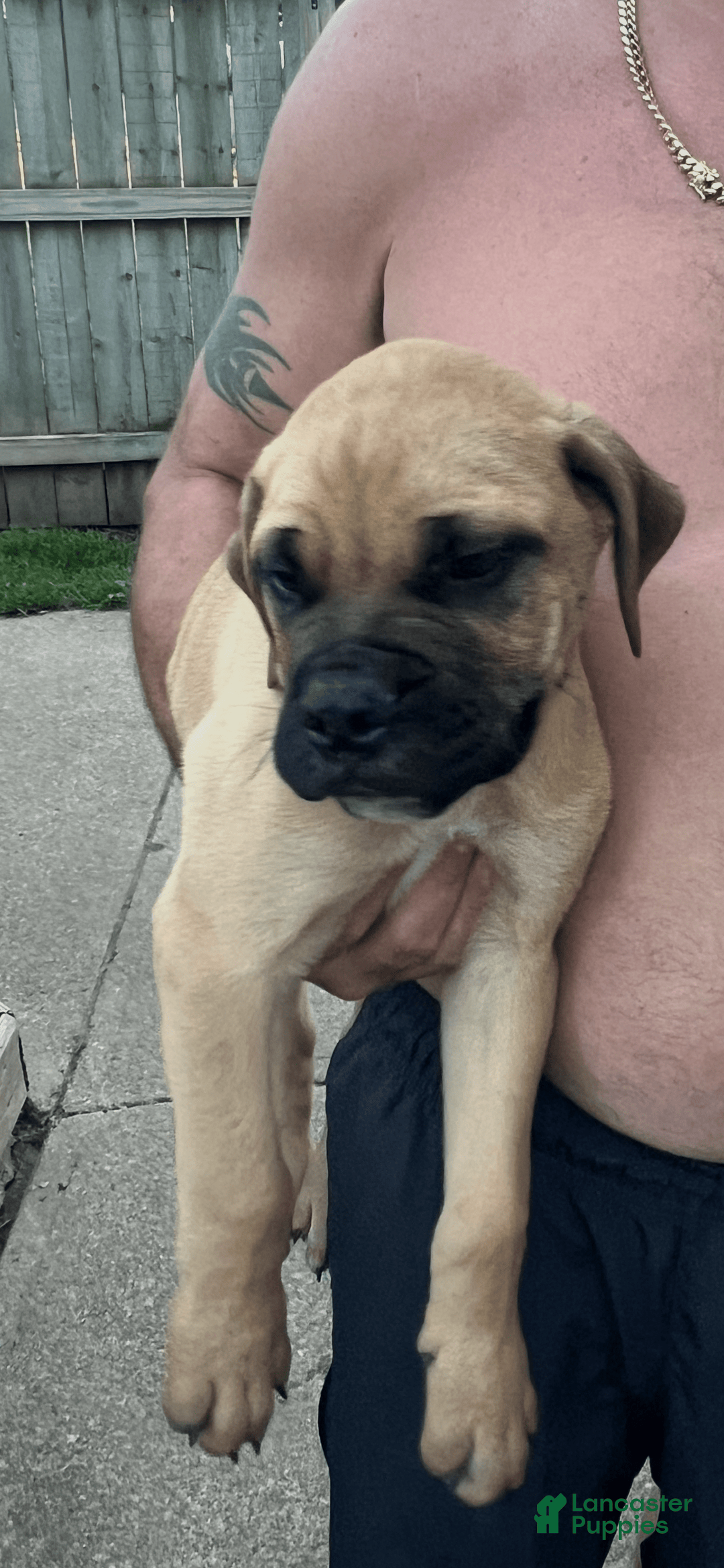 Bullmastiff dogs for sale: Blaze - Image 1