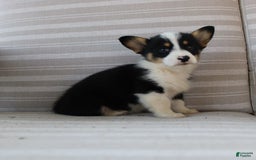 Welsh Corgi Pembroke dogs for sale: Lily - Image 5