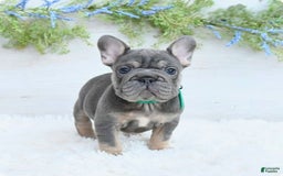 French Bulldog dogs for sale: Madison - Image 4
