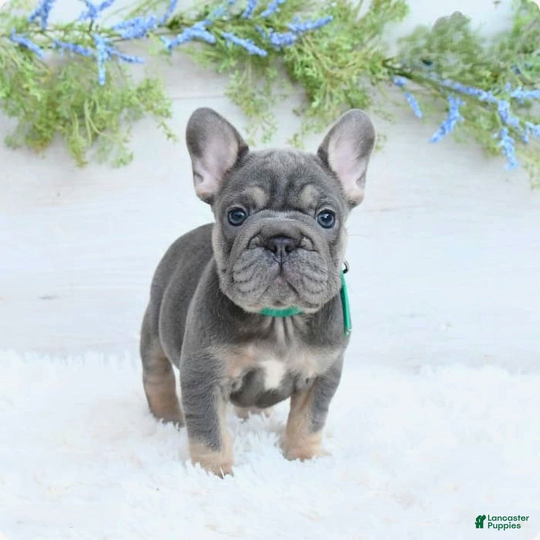 French Bulldog dogs for sale: Madison - Image 4