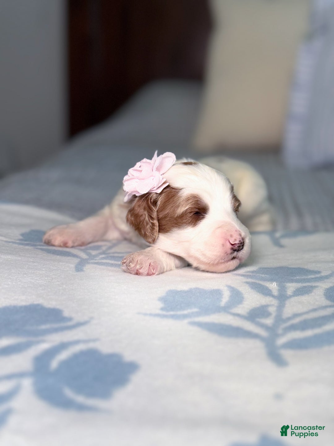 Goldendoodle dogs for sale: Alice - Image 9