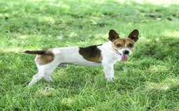 Jack Russell Terrier dogs for sale: Pumpkin - Image 4