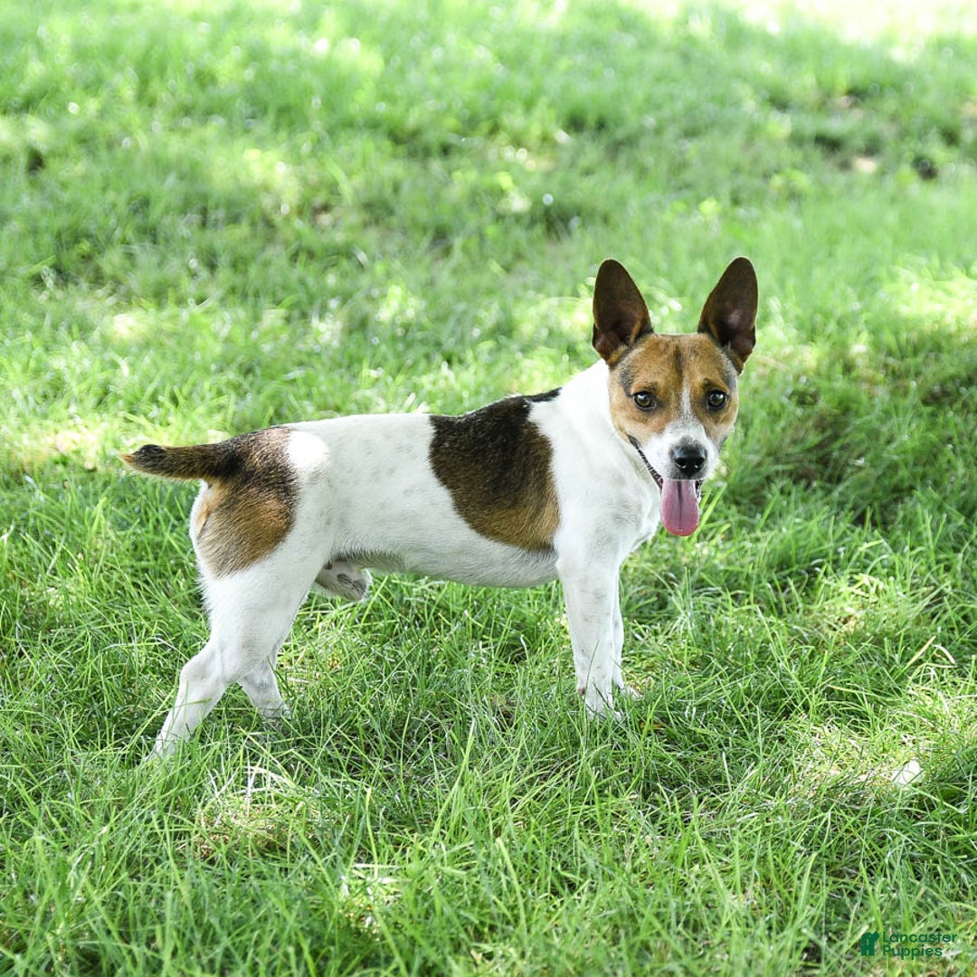 Jack Russell Terrier dogs for sale: Pumpkin - Image 4