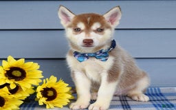Siberian Husky dogs for sale: Cleo - Image 5