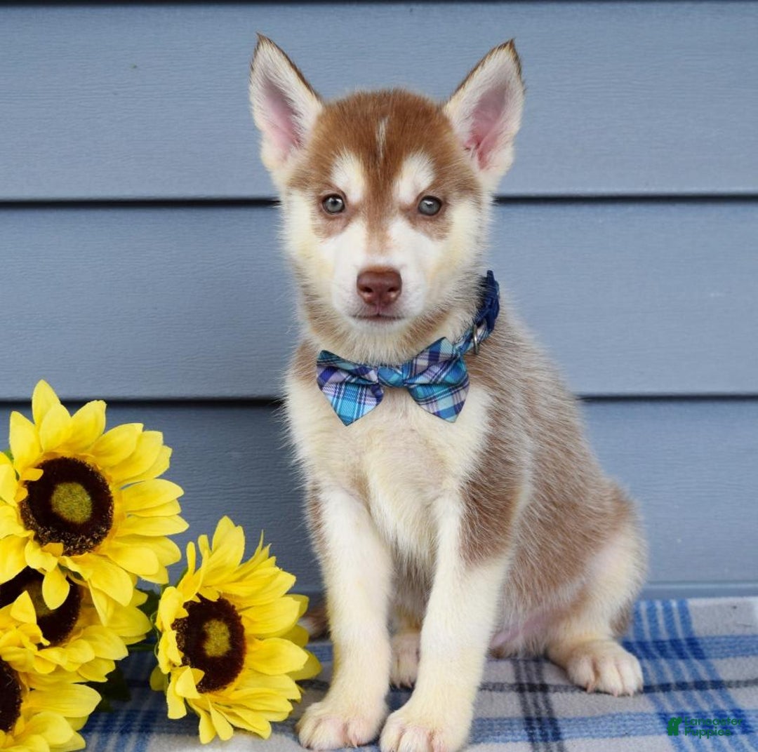 Siberian Husky dogs for sale: Cleo - Image 5