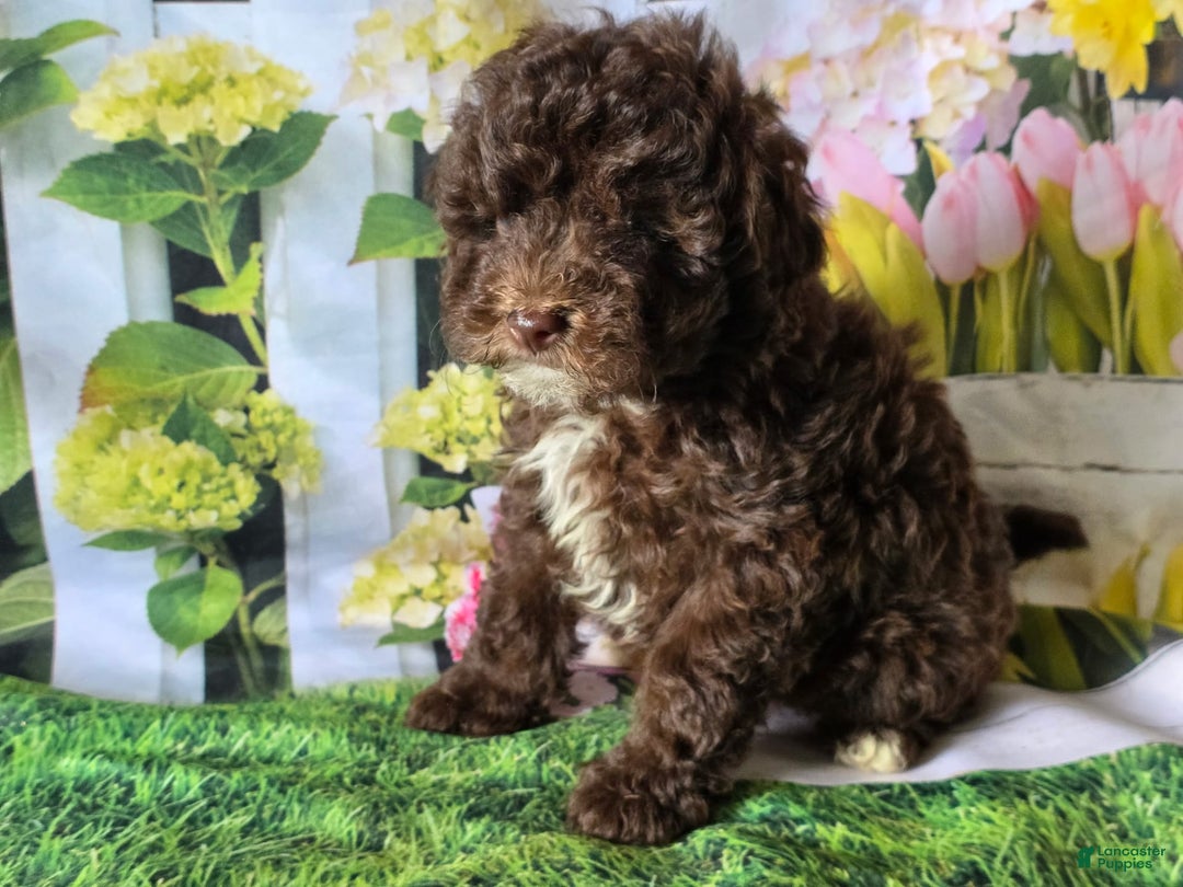 Miniature Poodle dogs for sale: Tulip - Image 1