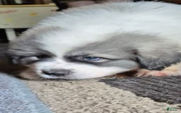 Great Pyrenees dogs for sale: Yellow - Image 12