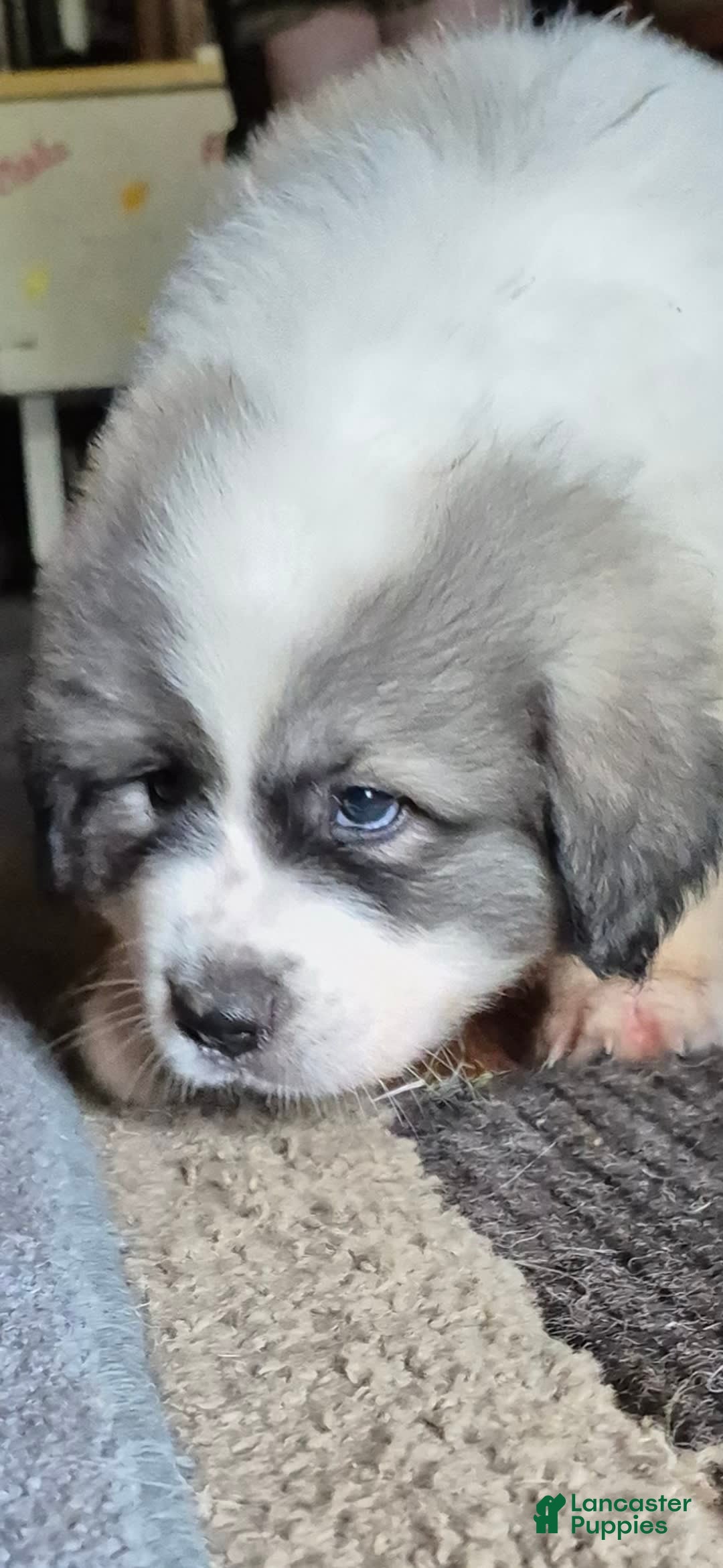 Great Pyrenees dogs for sale: Yellow - Image 12