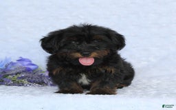 Yorkiepoo dogs for sale: Denver - Image 4