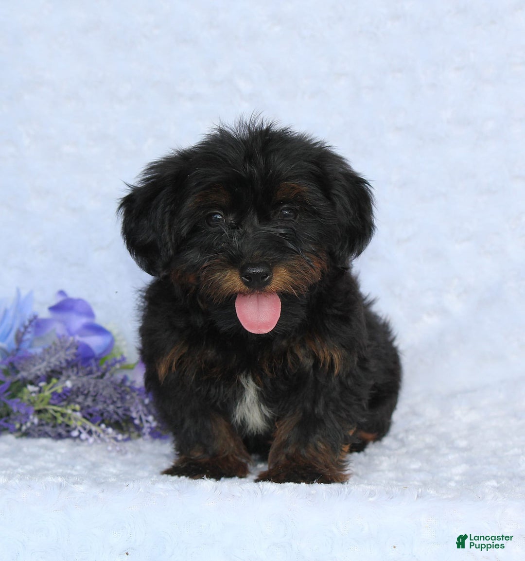 Yorkiepoo dogs for sale: Denver - Image 4