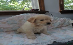 Golden Retriever dogs for sale: Erin - Image 18