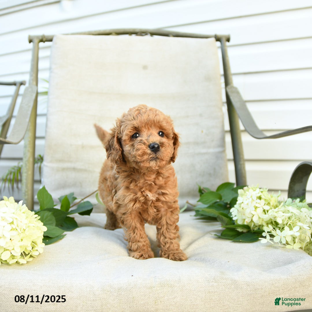 Mini Goldendoodle dogs for sale: Jared - Image 2