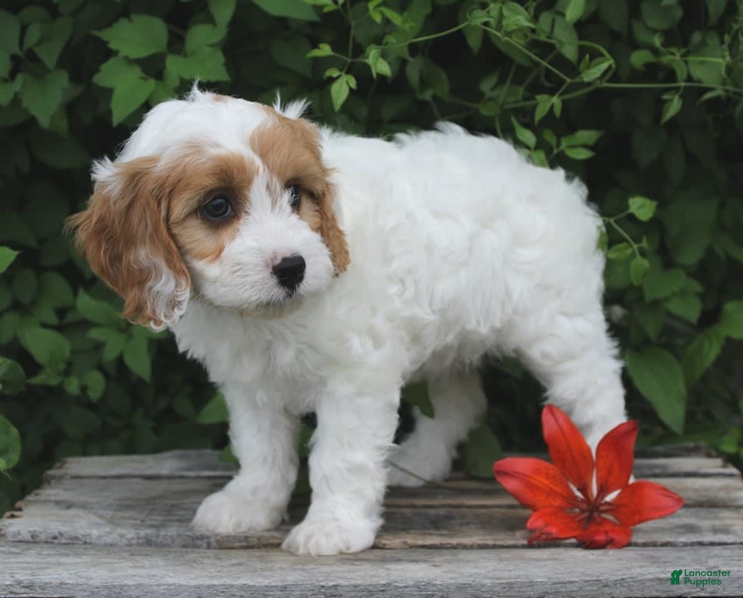 Cavapoo dogs for sale: Cavapoo 5 puppies - Image 23
