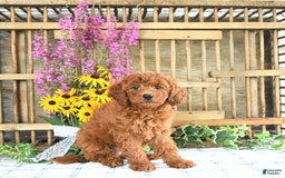 Mini Goldendoodle dogs for sale: Kassia - Image 4