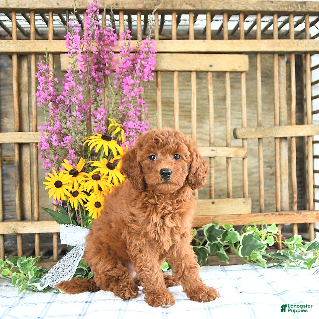 Mini Goldendoodle dogs for sale: Kassia - Image 4