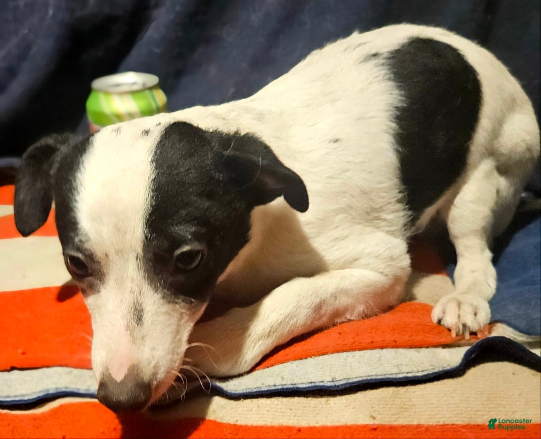 Chihuahua dogs for sale: X - Image 17