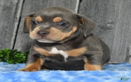 Beabull dogs for sale: Kinsley - Image 9