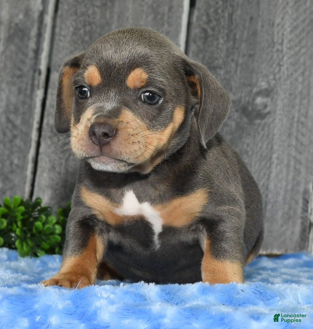 Beabull dogs for sale: Kinsley - Image 9