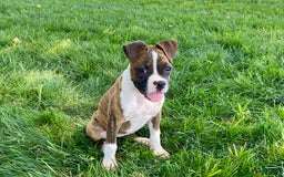 Boxer dogs for sale: Roxie - Image 11