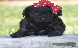 Yorkiepoo dogs for sale: Plaid - Image 5