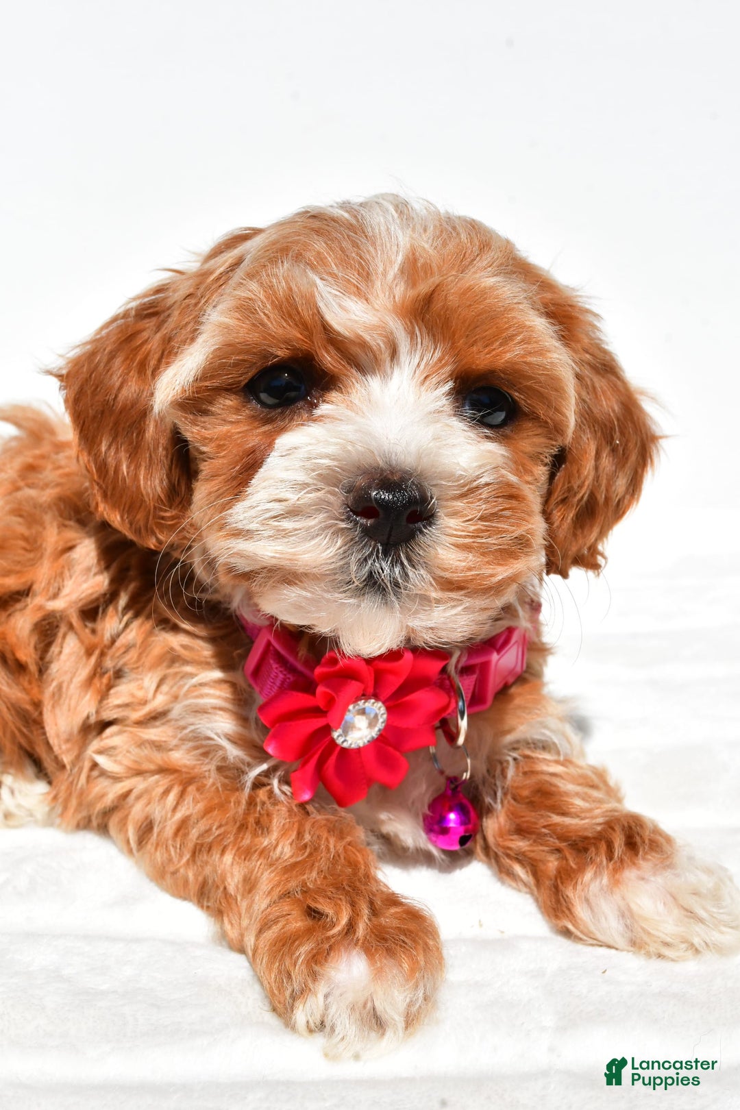 Maltipoo dogs for sale: Dora - Image 3