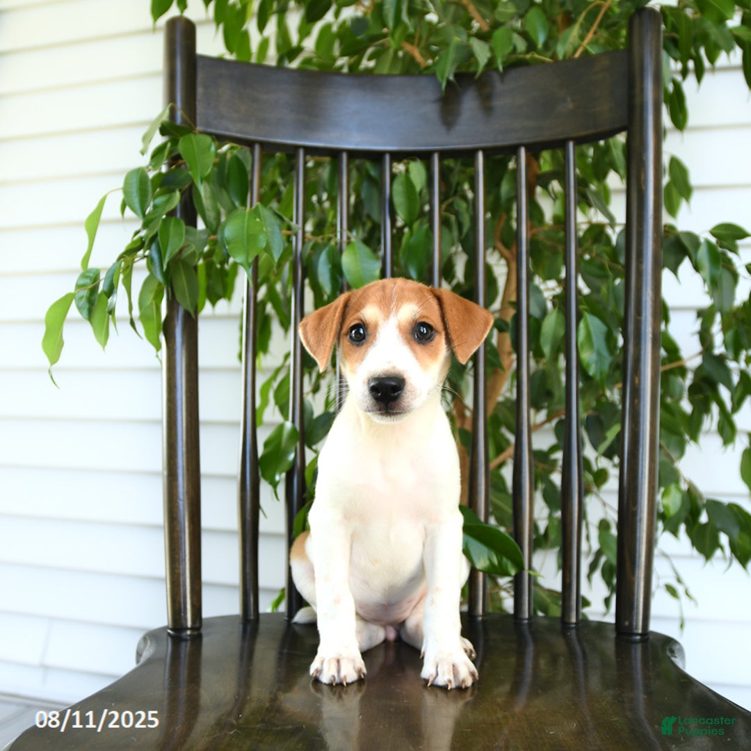 Jack Russell Terrier dogs for sale: Zara - Image 4