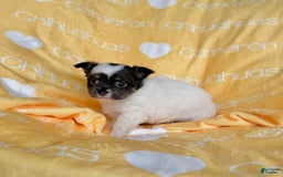 Chihuahua dogs for sale: Blue Sky Long Coat - Image 13