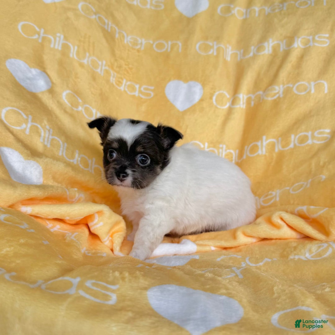 Chihuahua dogs for sale: Blue Sky Long Coat - Image 13