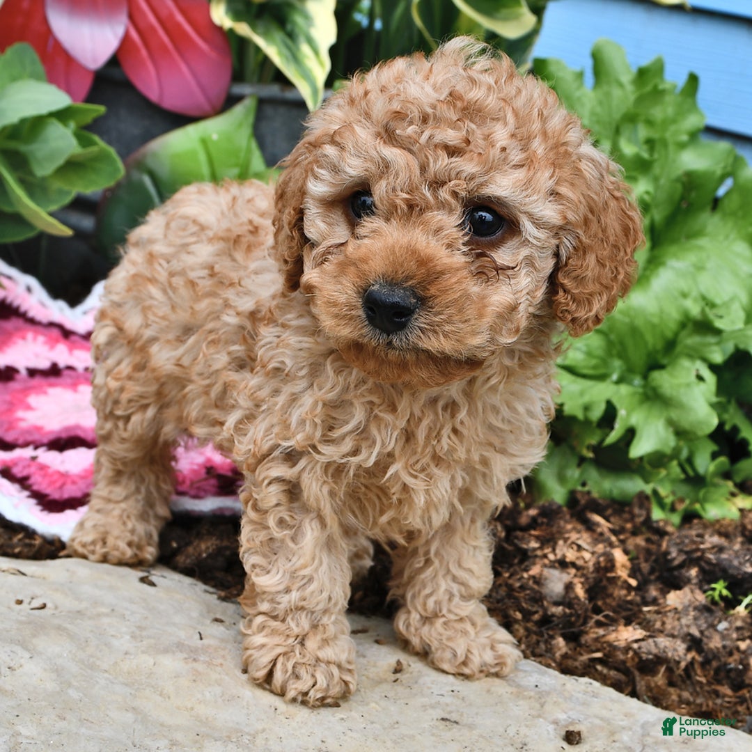 Cavapoo dogs for sale: Caramel - Image 15