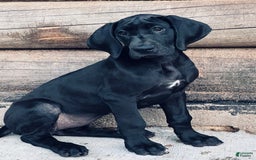 Great Dane dogs for sale: Darla - Image 7