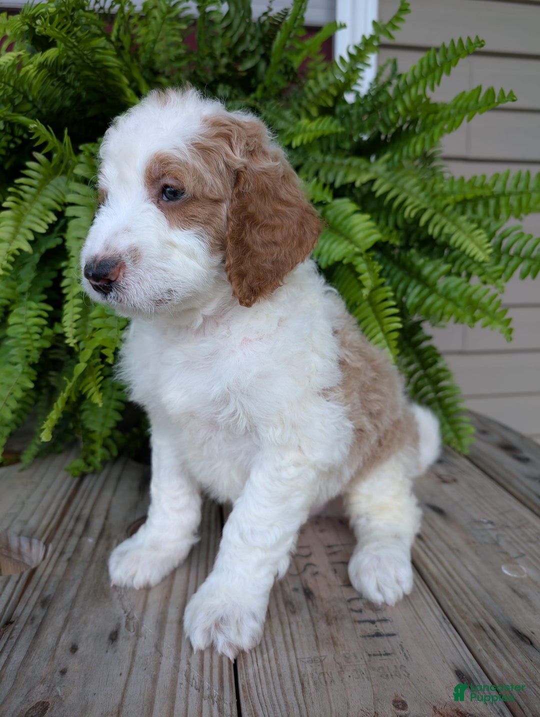 Goldendoodle dogs for sale: Ace - Image 11
