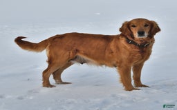 Golden Retriever dogs for sale: Sapphire - Image 4