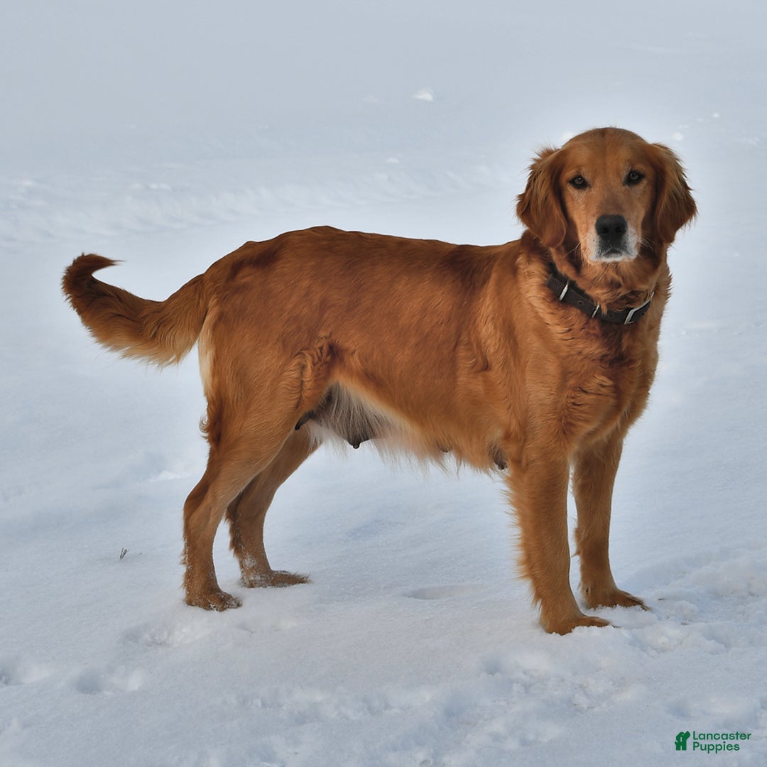 Golden Retriever dogs for sale: Sapphire - Image 4