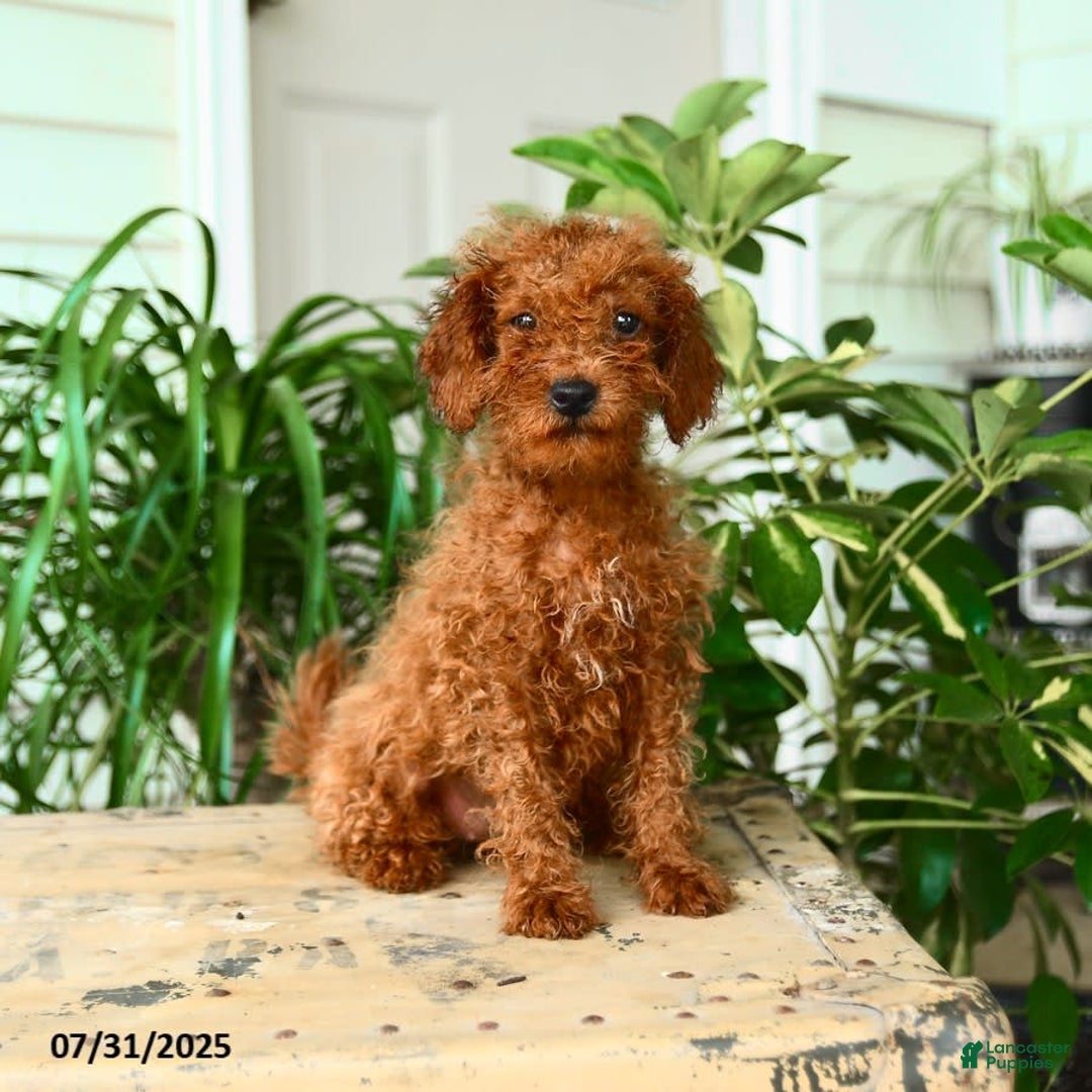Mini Goldendoodle dogs for sale: Georgia - Image 6