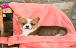 Welsh Corgi Pembroke dogs for sale: Valor Akc - Image 4