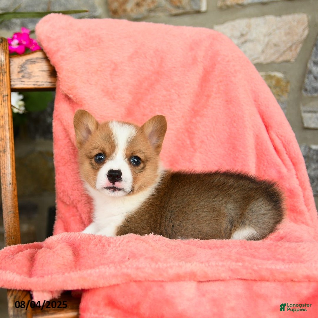 Welsh Corgi Pembroke dogs for sale: Valor Akc - Image 4