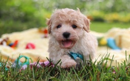 Havapoo dogs for sale: Mickey - Image 4