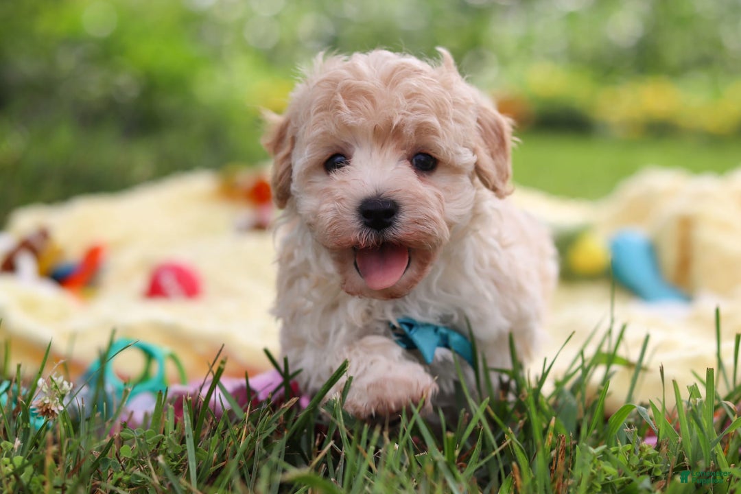 Havapoo dogs for sale: Mickey - Image 4