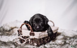 Goldador dogs for sale: Tan - Image 2