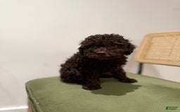 Toy Poodle dogs for sale: Chocolate - Image 4
