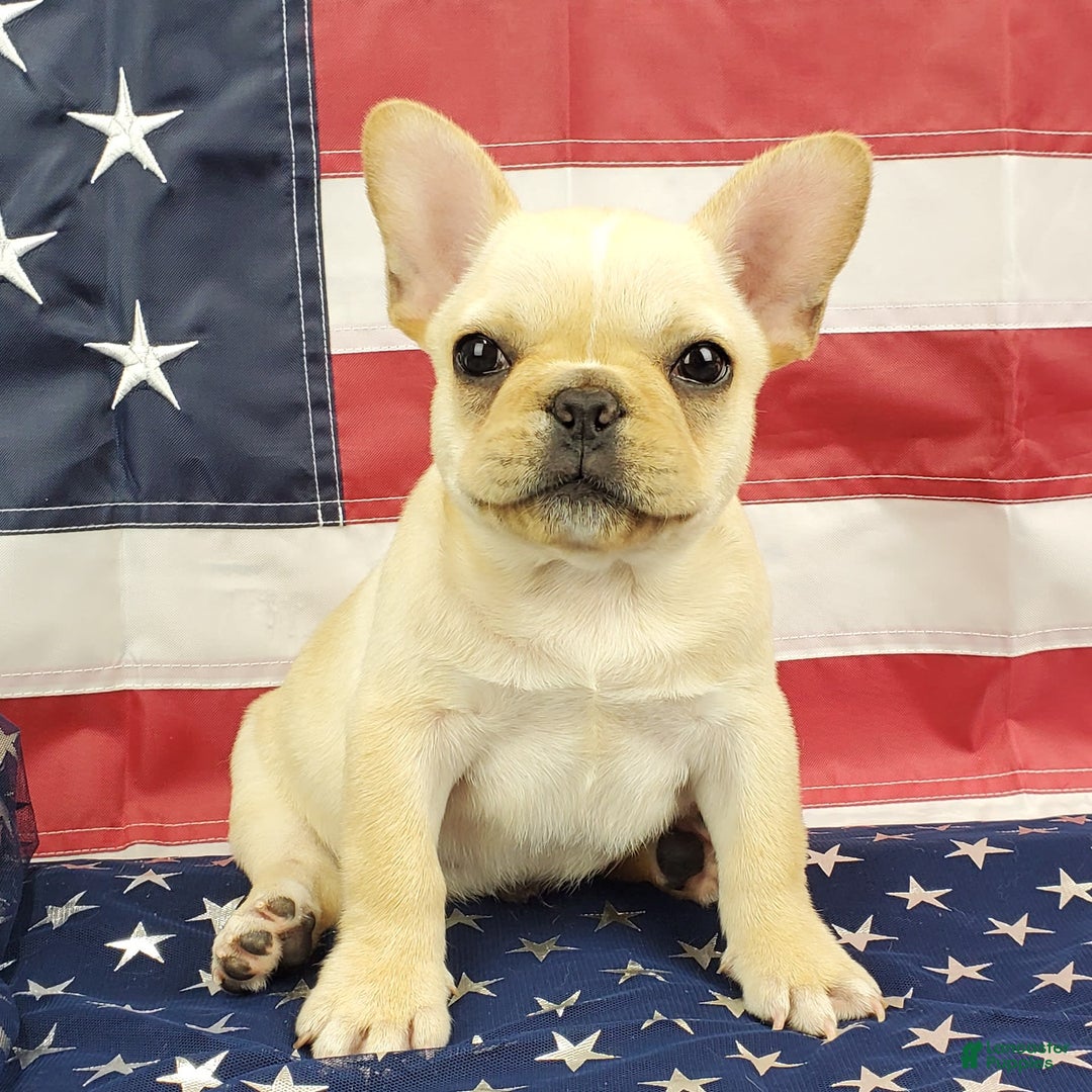 French Bulldog dogs for sale: Triumph - Image 7